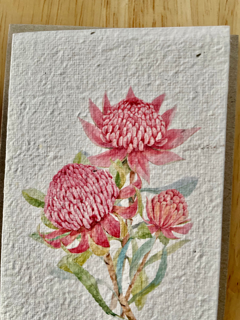 The Waratah 🌺 Card (that grows)