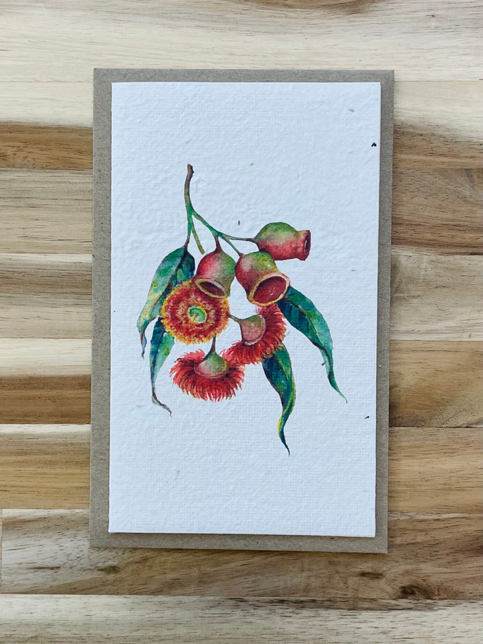 The Red Flowering Gumnut 🌺 Card (that grows)