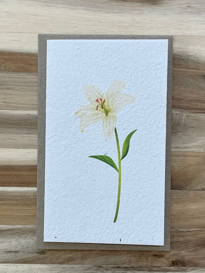The Lily 🌼 Card (that grows)