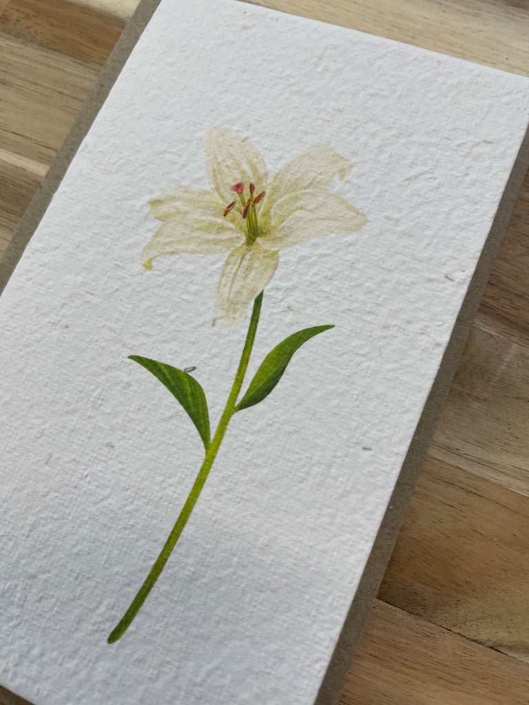 The Lily 🌼 Card (that grows)