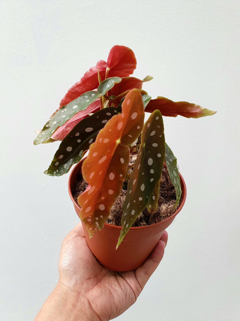 Begonia Maculata 👼