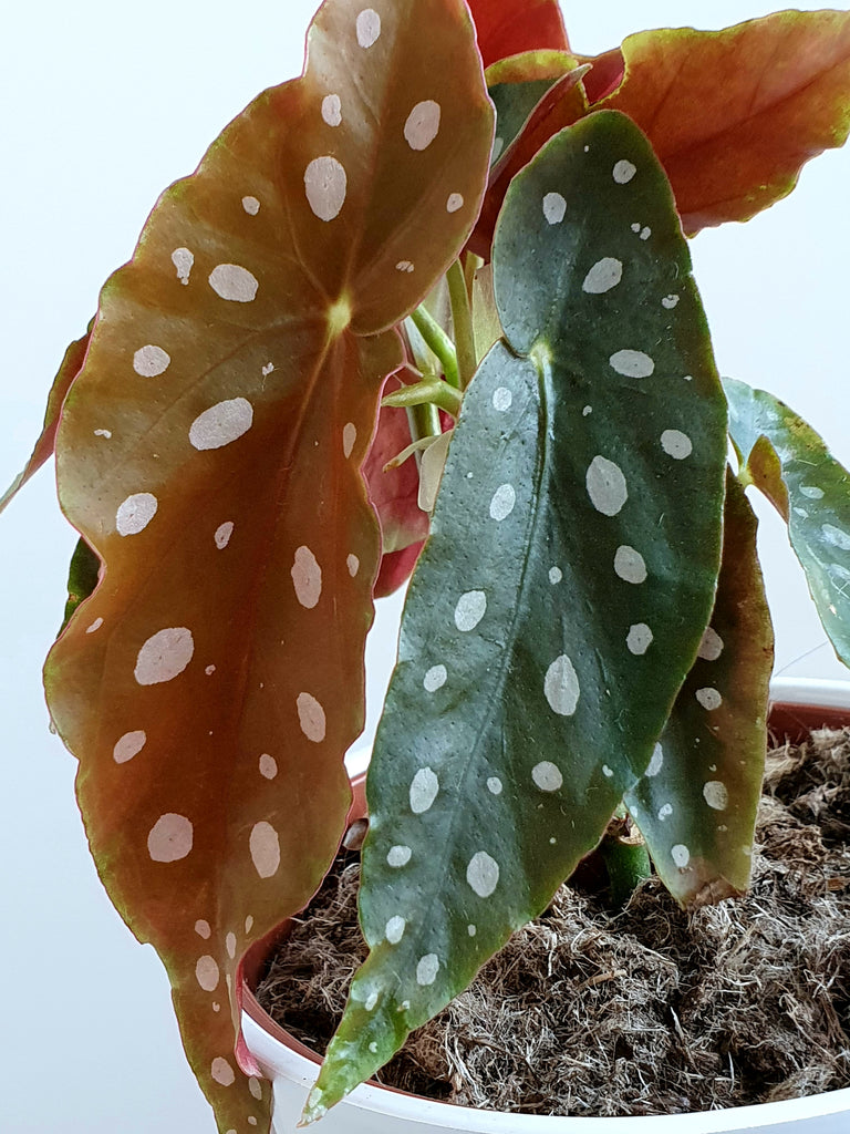 Begonia Maculata 👼