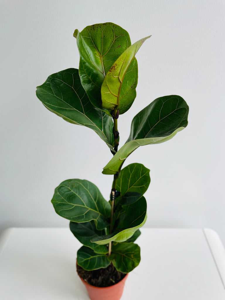 FICUS LYRATA (FIDDLE LEAF FIG)