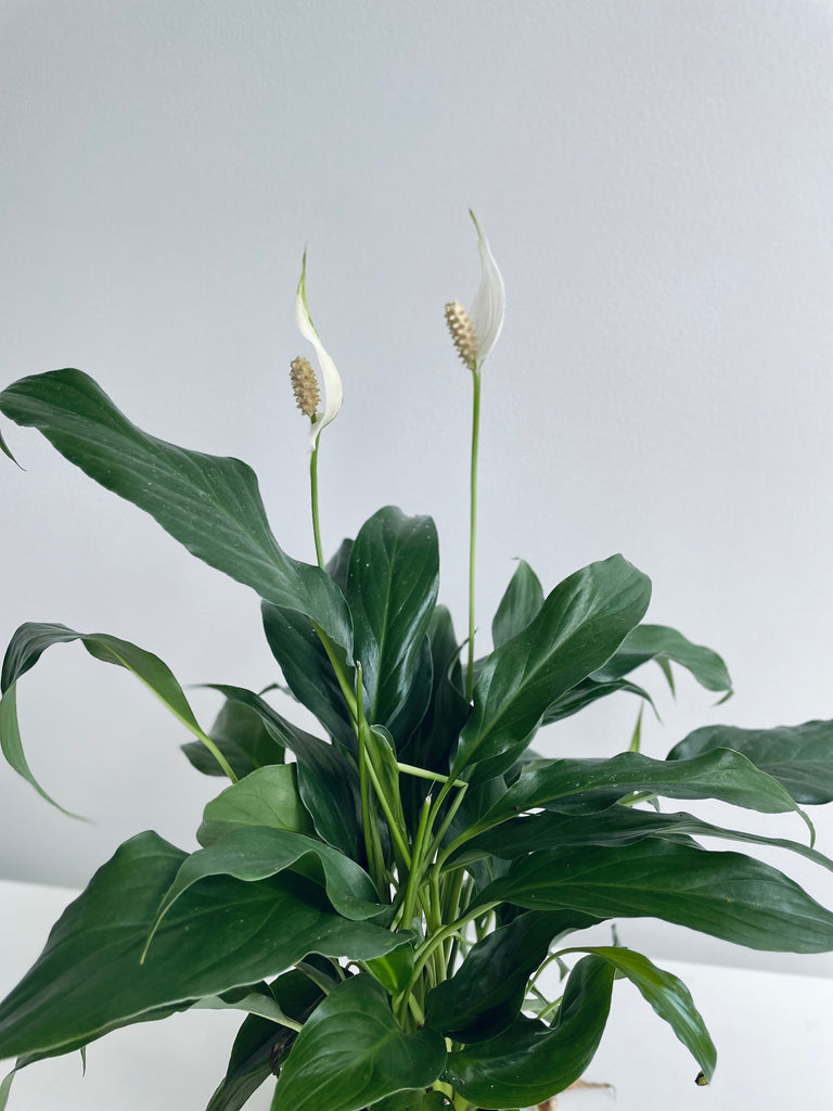Spathiphyllum (Peace Lily) ✌🏽