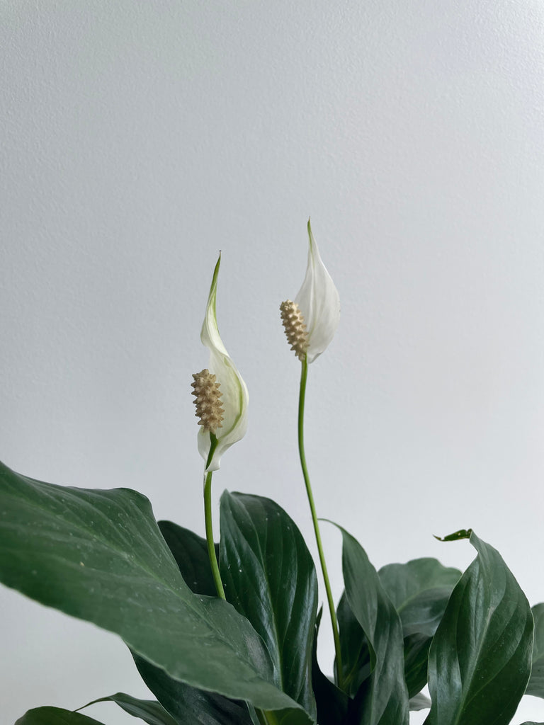 Spathiphyllum (Peace Lily) ✌🏽